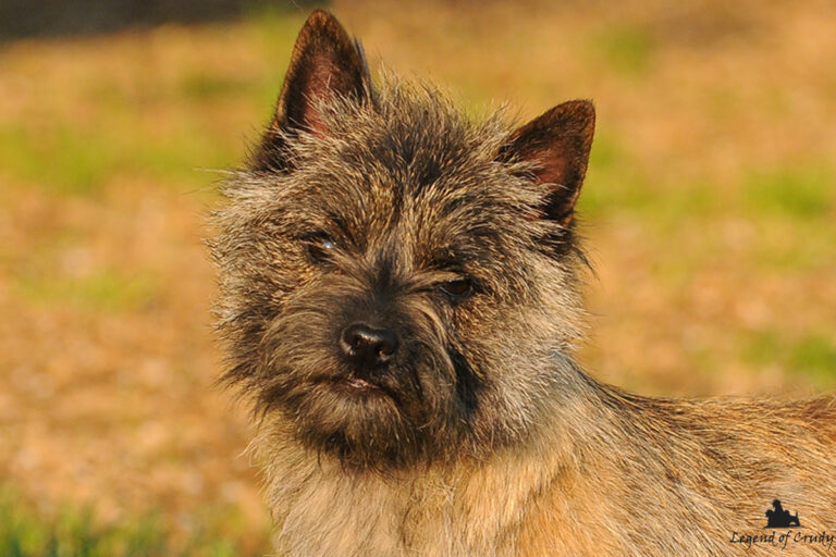 Allevamento Cairn Terrier