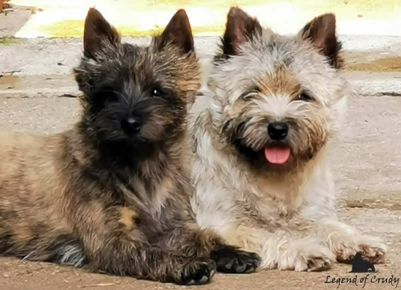 Allevamento Cairn Terrier