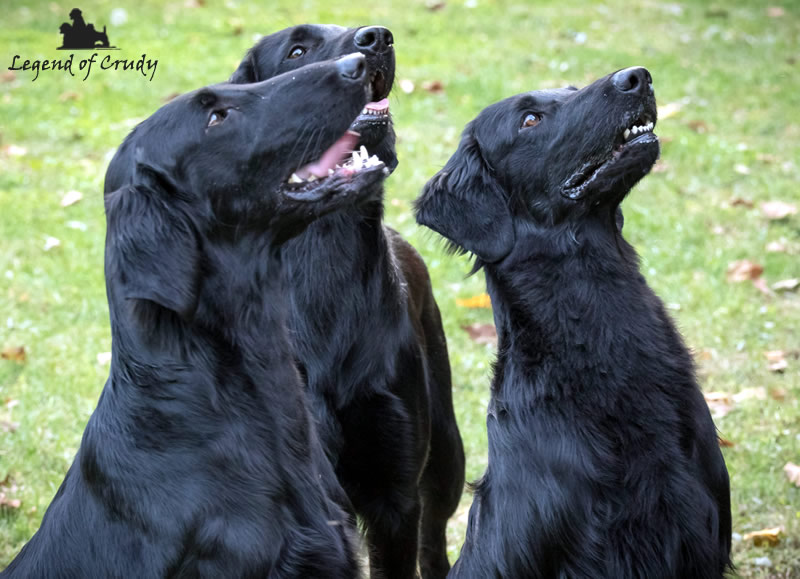 Allevamento Flat Coated Retriever