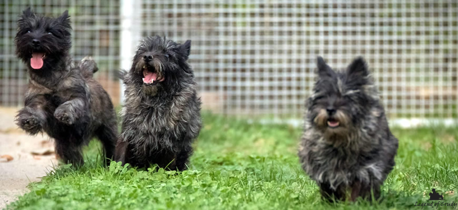 Allevamento Cairn Terrier